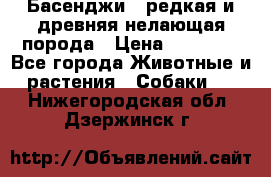 Басенджи - редкая и древняя нелающая порода › Цена ­ 50 000 - Все города Животные и растения » Собаки   . Нижегородская обл.,Дзержинск г.